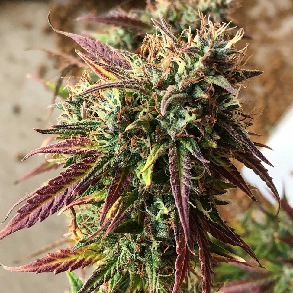 Семена каннабиса Auto Cookies feminised Ganja Seeds