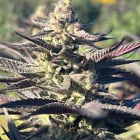 Mango Haze CBD feminised Ganja Seeds