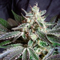 Black Jack feminised Fast Version Ganja Seeds 