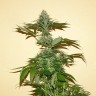 Семена Auto Nirvana Sky feminised Ganja Seeds Семена Auto Nirvana Sky feminised Ganja Seeds