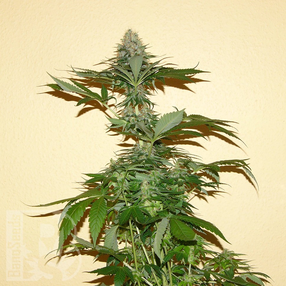 Семена ганжа Auto Nirvana Sky feminised Ganja Seeds