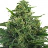 Lowryder feminised Ganja Seeds Lowryder feminised Ganja Seeds