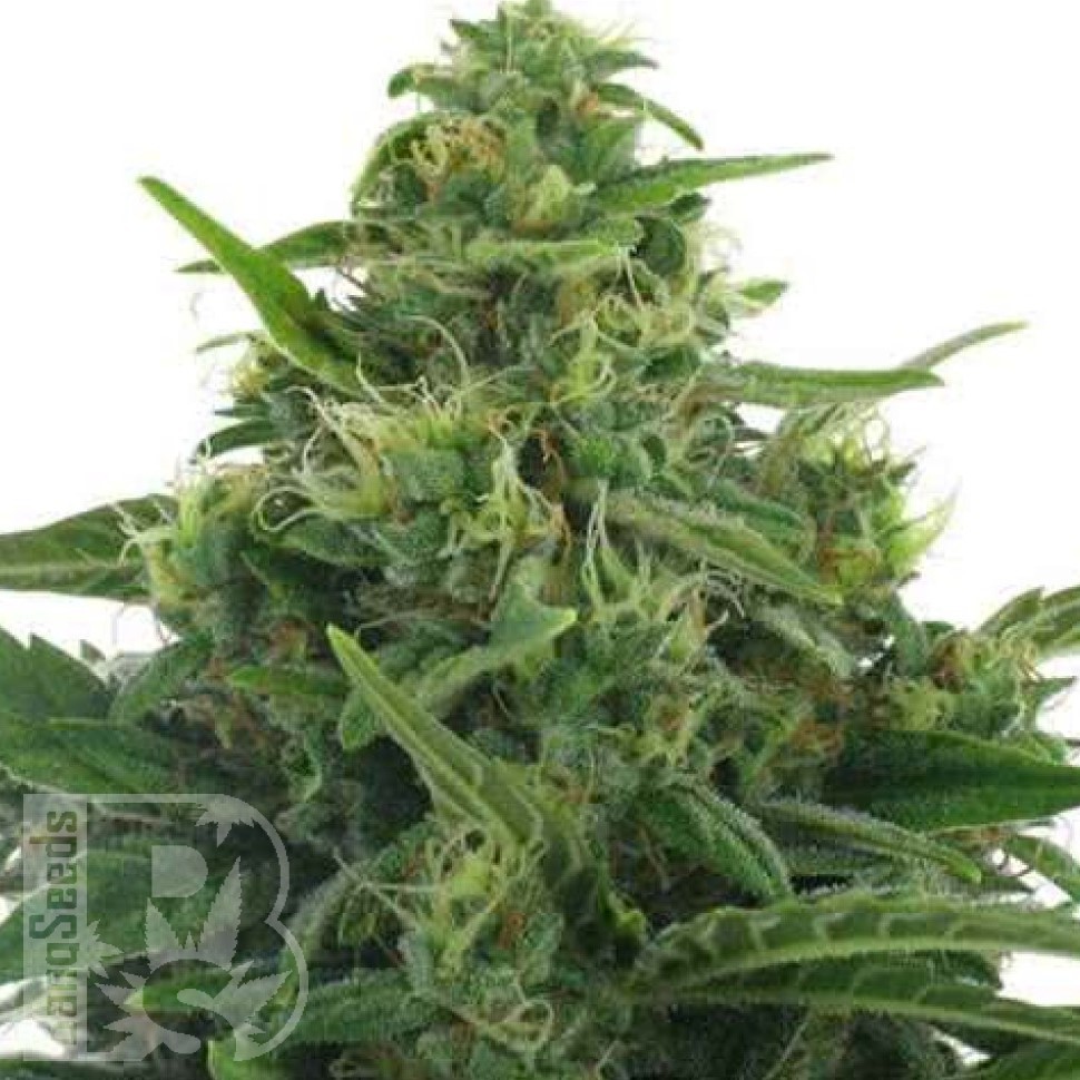 Lowryder feminised Ganja Seeds Lowryder feminised Ganja Seeds