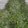 Lowryder feminised Ganja Seeds Lowryder feminised Ganja Seeds