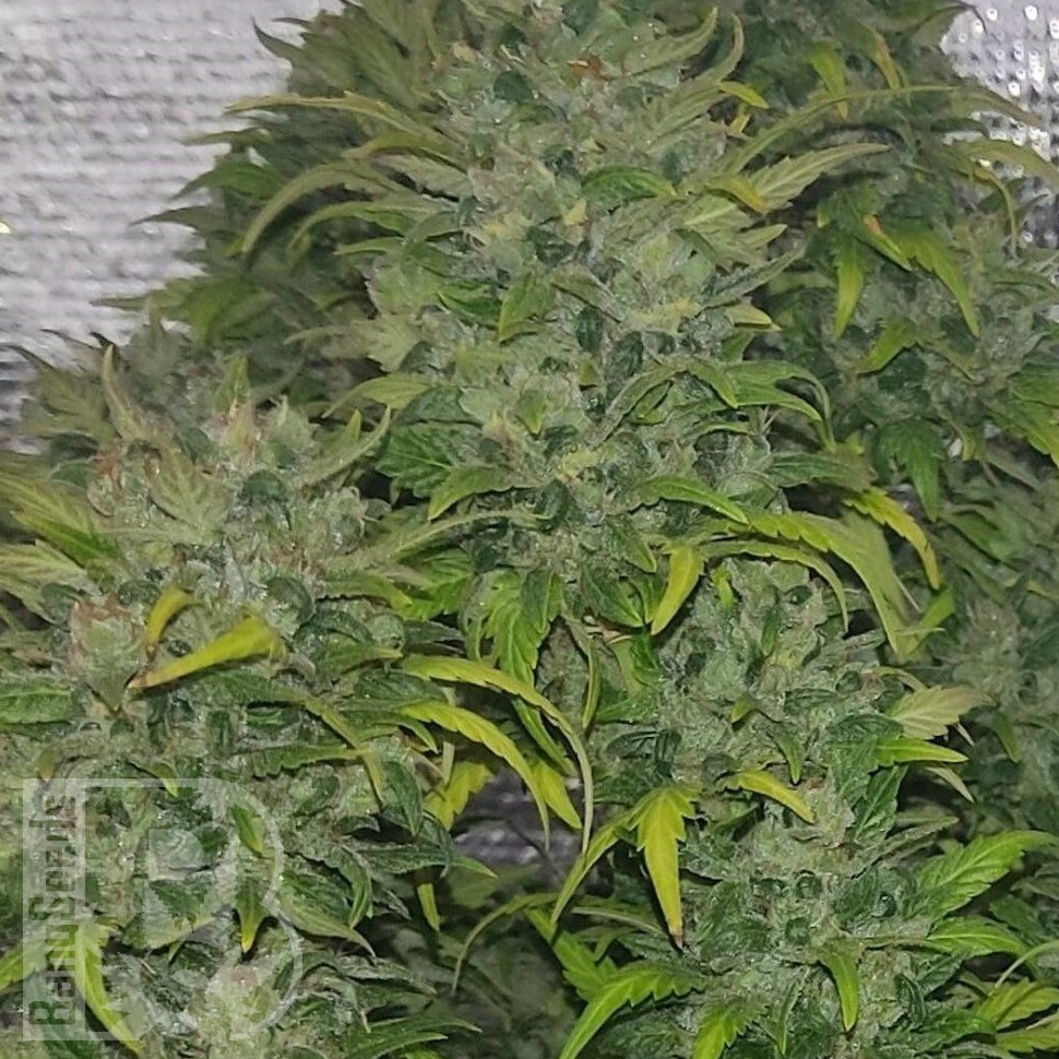 Lowryder feminised Ganja Seeds Lowryder feminised Ganja Seeds
