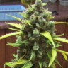 Семена Auto Cinderella feminised Ganja Seeds Семена Auto Cinderella feminised Ganja Seeds