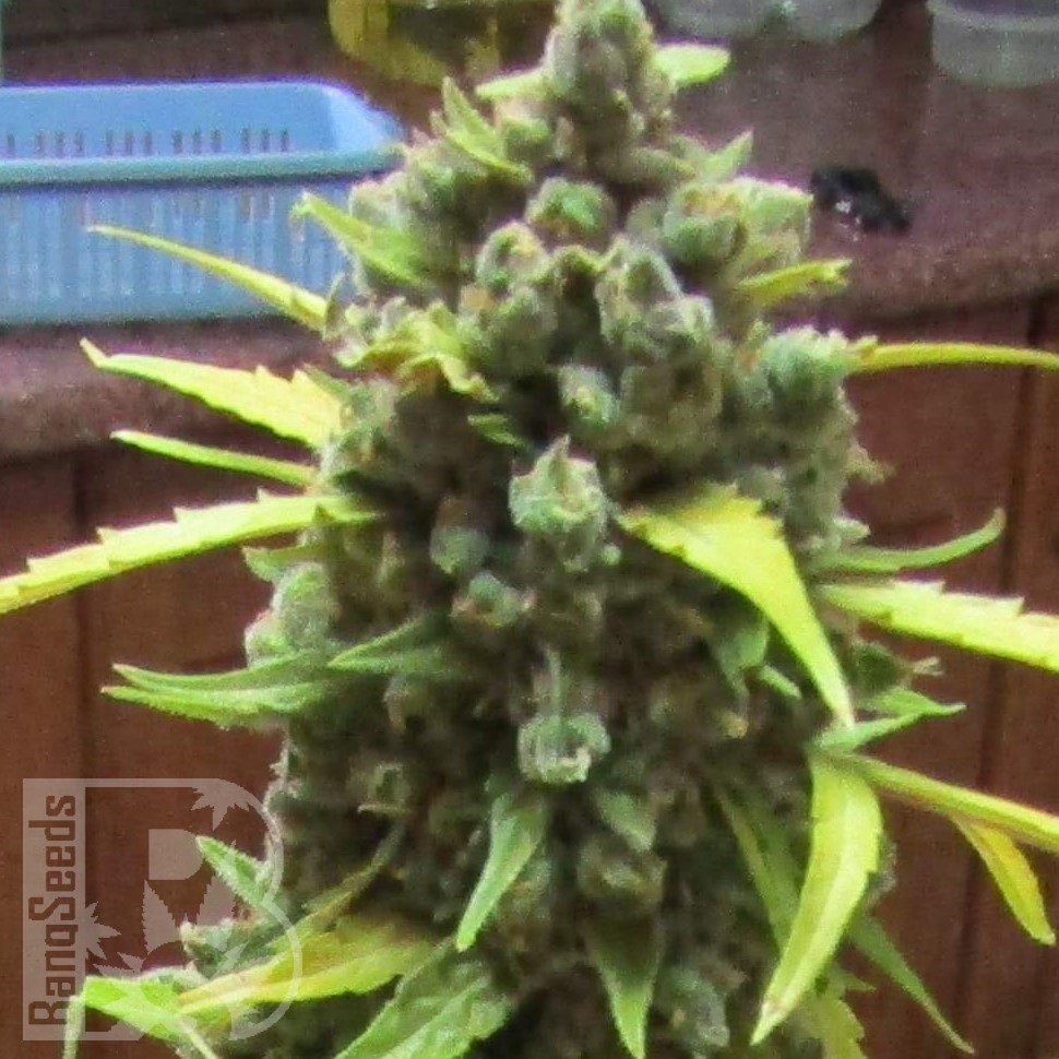 Семена Auto Cinderella feminised Ganja Seeds
