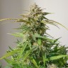 Семена Auto Cinderella feminised Ganja Seeds Семена Auto Cinderella feminised Ganja Seeds