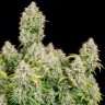 Семена Auto Cinderella feminised Ganja Seeds Семена Auto Cinderella feminised Ganja Seeds