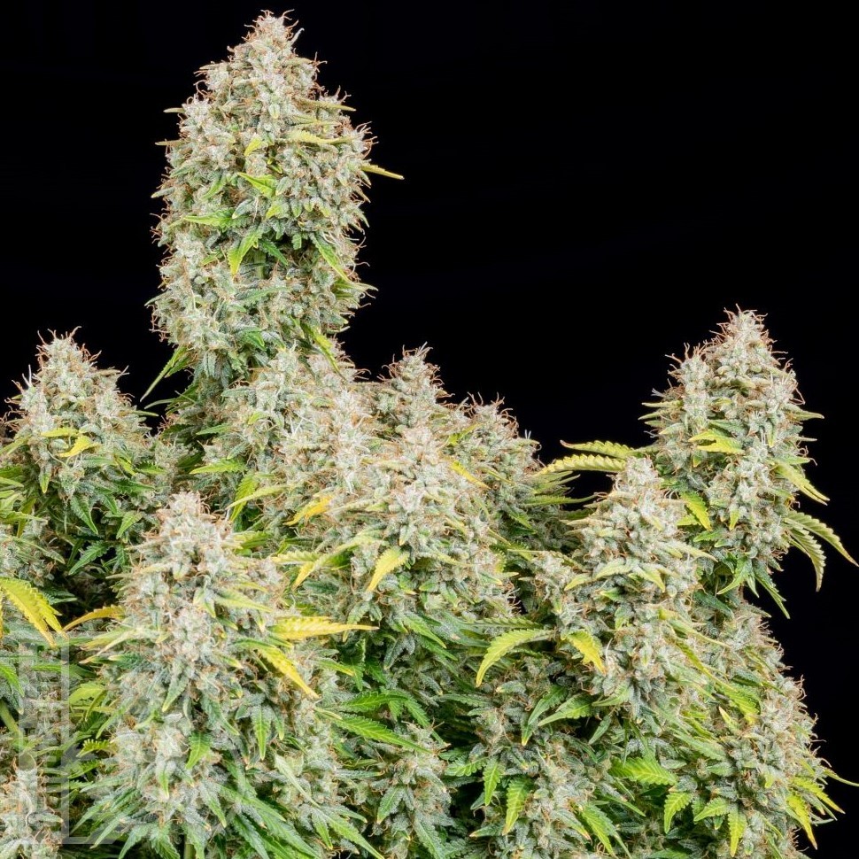 Семена Auto Cinderella feminised Ganja Seeds Семена Auto Cinderella feminised Ganja Seeds