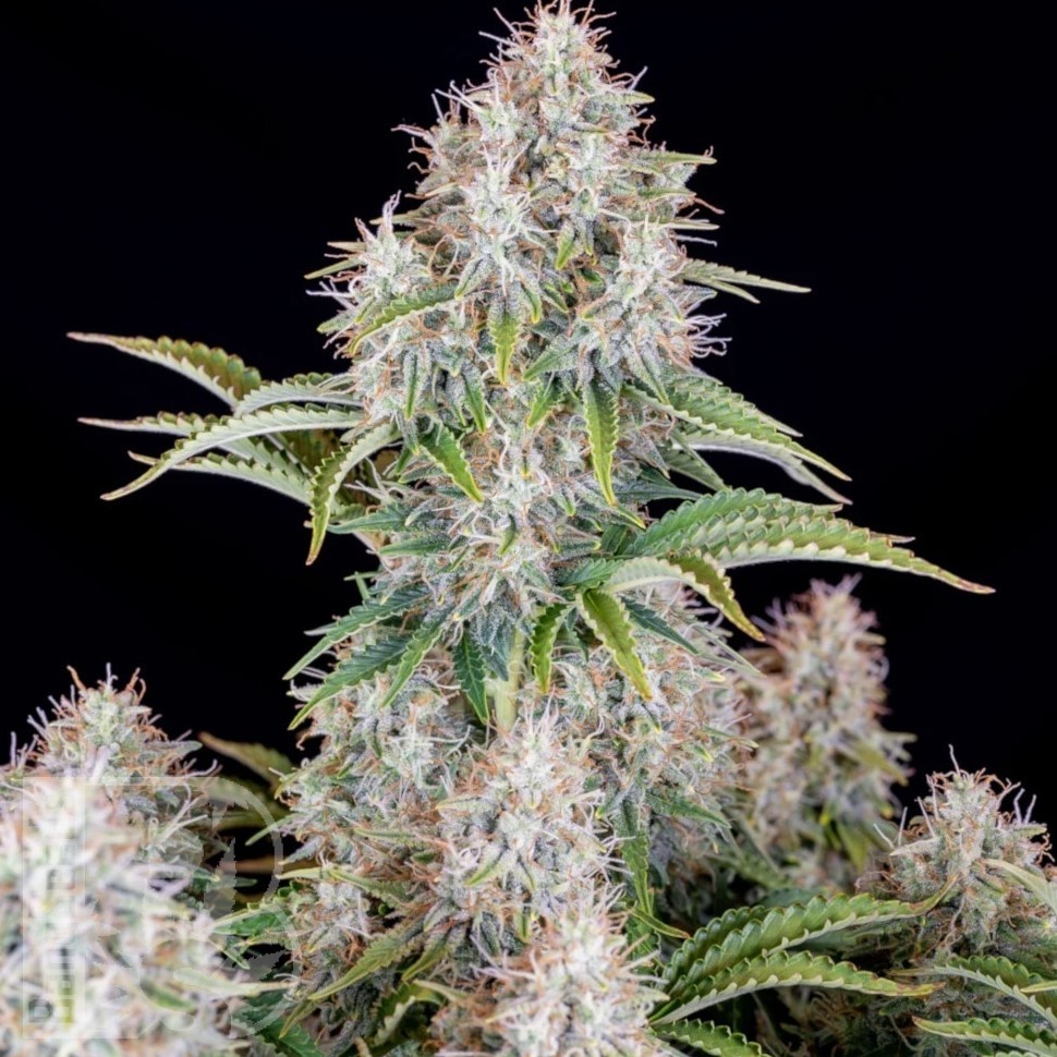 Семена Auto Cinderella feminised Ganja Seeds Семена Auto Cinderella feminised Ganja Seeds