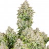 Семена Auto Cinderella feminised Ganja Seeds Семена Auto Cinderella feminised Ganja Seeds