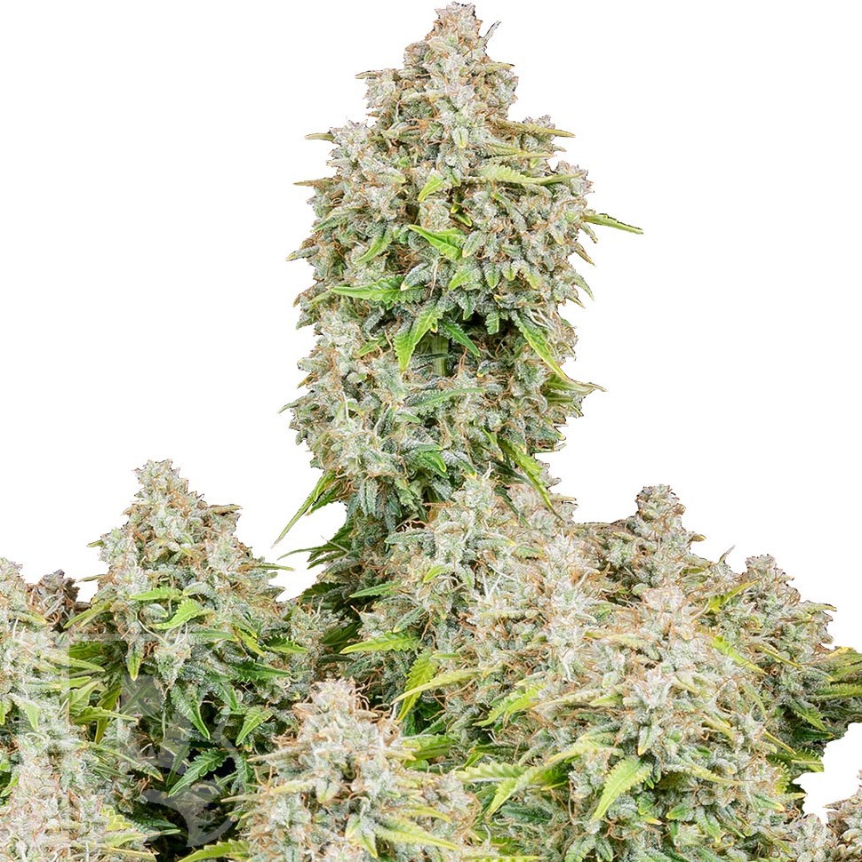 Семена Auto Cinderella feminised Ganja Seeds Семена Auto Cinderella feminised Ganja Seeds