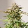 Семена Auto Cinderella feminised Ganja Seeds Семена Auto Cinderella feminised Ganja Seeds
