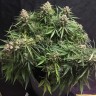 Семена Auto Cinderella feminised Ganja Seeds Семена Auto Cinderella feminised Ganja Seeds