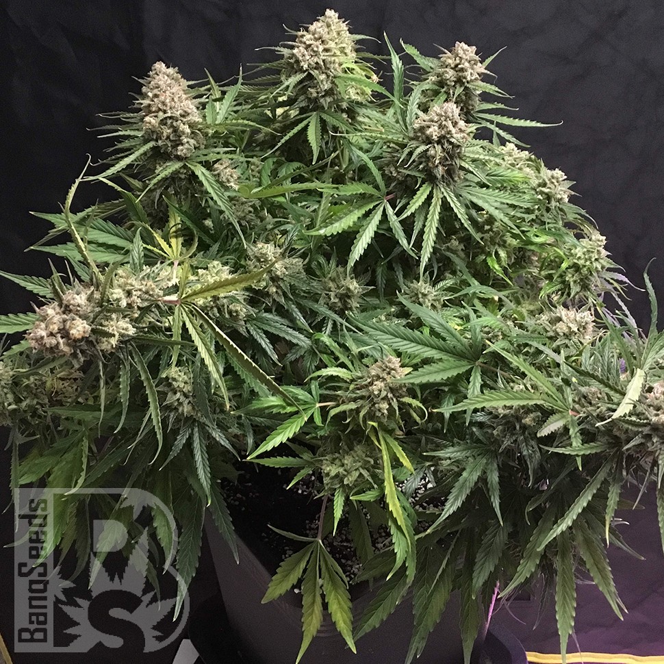 Семена Auto Cinderella feminised Ganja Seeds Семена Auto Cinderella feminised Ganja Seeds