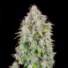 Семена Auto Cinderella feminised Ganja Seeds Семена Auto Cinderella feminised Ganja Seeds