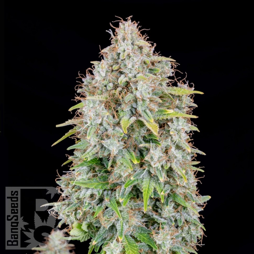 Семена Auto Cinderella feminised Ganja Seeds Семена Auto Cinderella feminised Ganja Seeds