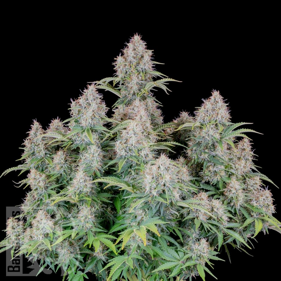 Семена Auto Cinderella feminised Ganja Seeds Семена Auto Cinderella feminised Ganja Seeds
