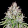 Семена Auto Cinderella feminised Ganja Seeds Семена Auto Cinderella feminised Ganja Seeds