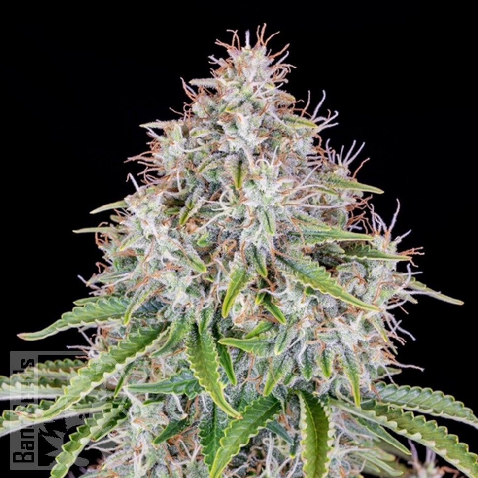 Семена Auto Cinderella feminised Ganja Seeds Семена Auto Cinderella feminised Ganja Seeds
