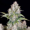 Семена Auto Cinderella feminised Ganja Seeds Семена Auto Cinderella feminised Ganja Seeds