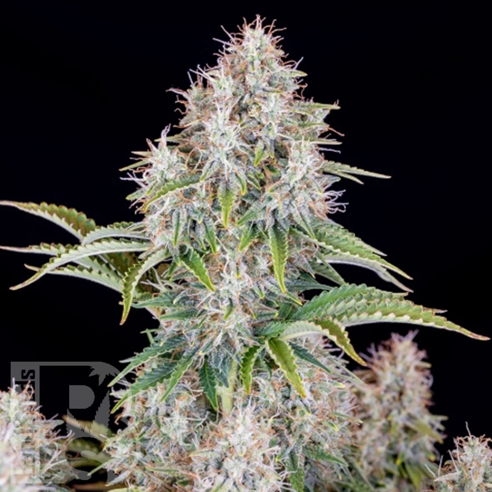 Семена Auto Cinderella feminised Ganja Seeds Семена Auto Cinderella feminised Ganja Seeds
