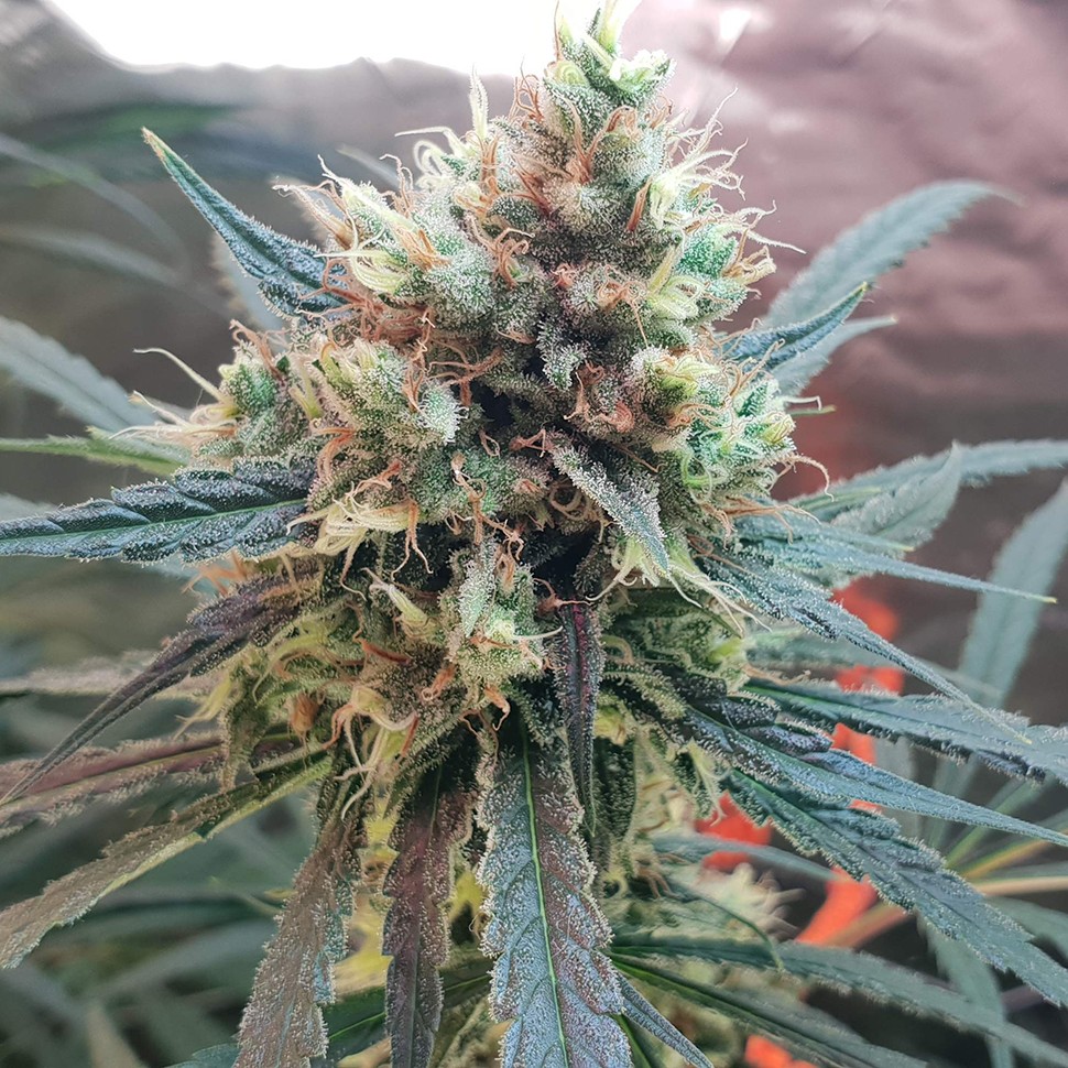 купить семена конопли недорого Amnesia feminised купить семена конопли недорого Amnesia feminised