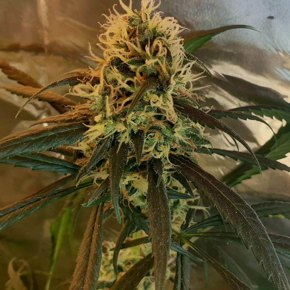 купить урожайные семена конопли Amnesia feminised купить урожайные семена конопли Amnesia feminised