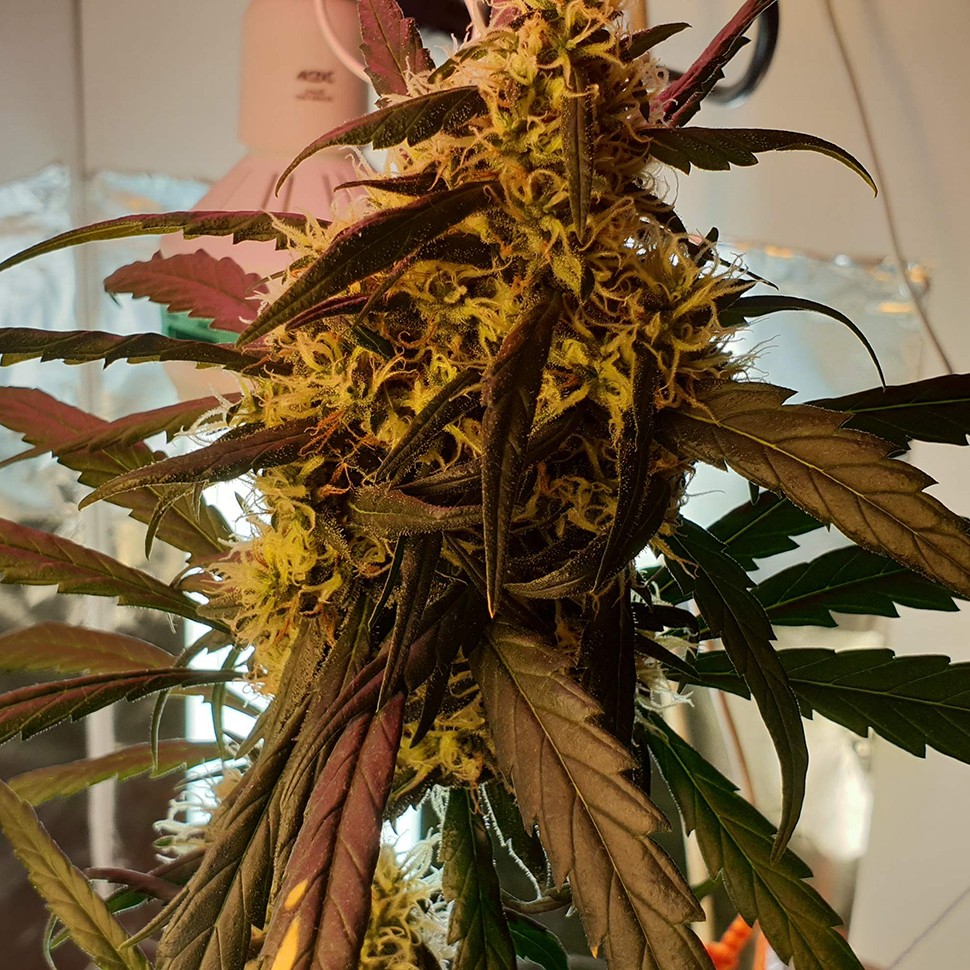 купить качественные семена конопли Amnesia feminised купить качественные семена конопли Amnesia feminised