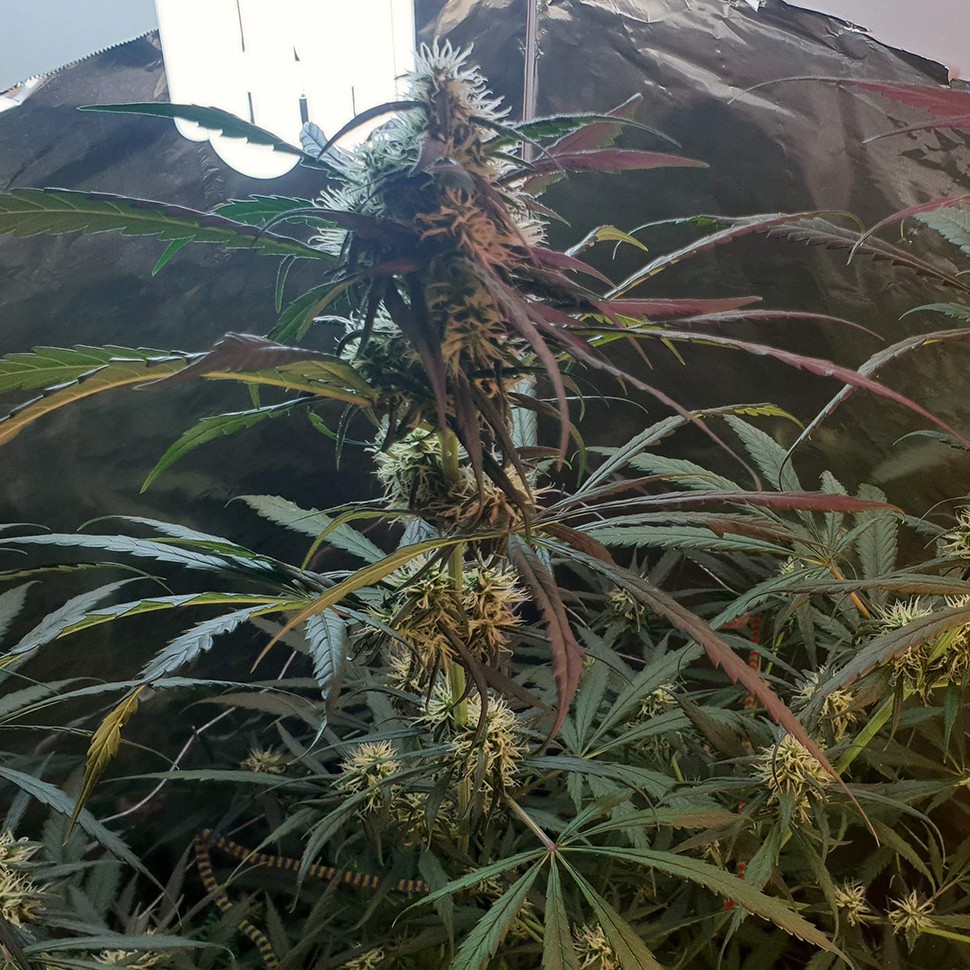 купить семена конопли f1 в оригинальной упаковке Amnesia feminised купить семена конопли f1 в оригинальной упаковке Amnesia feminised