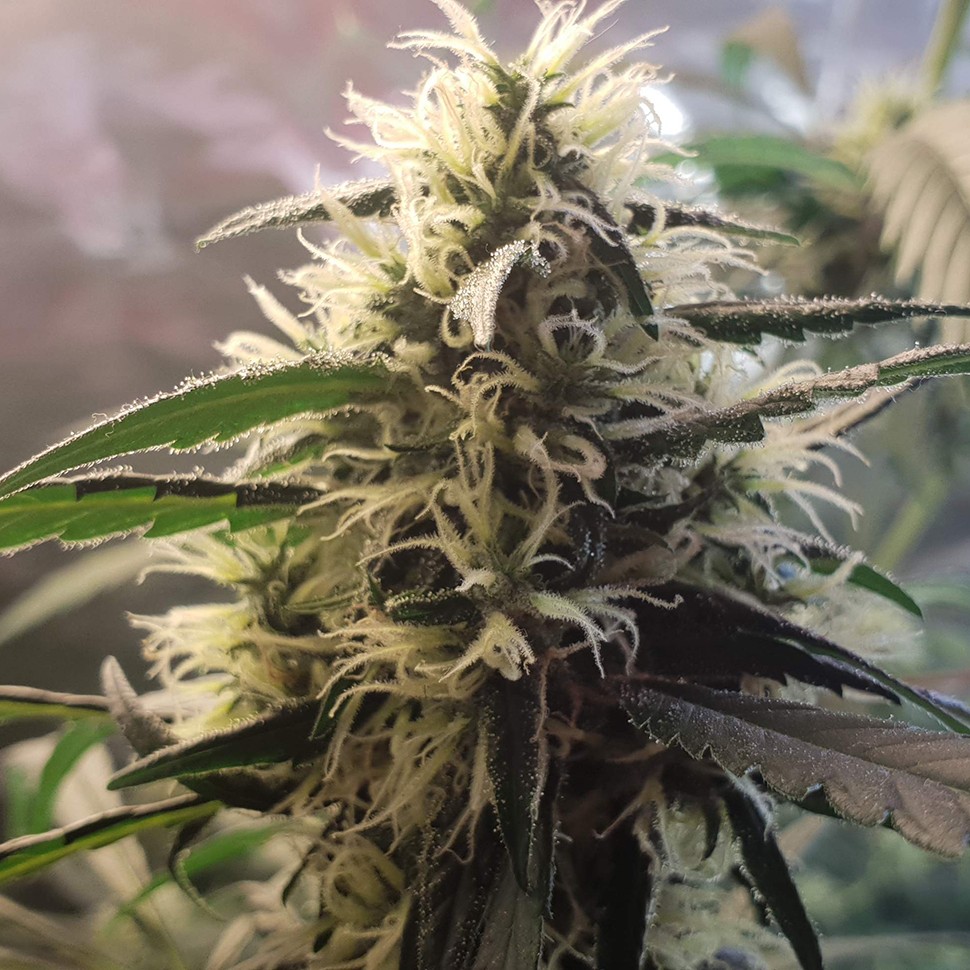 Семена Amnesia feminised Ganja Seeds
