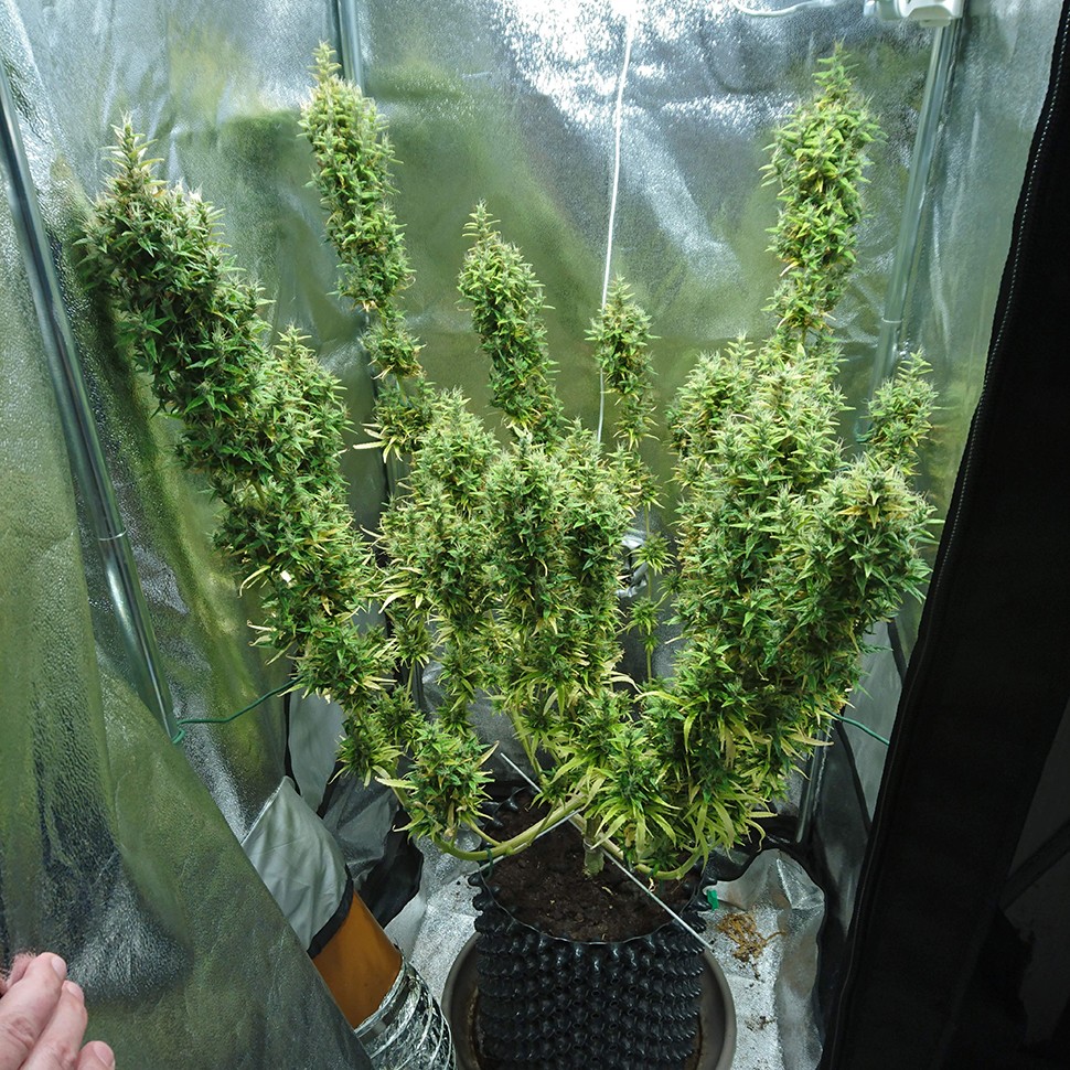Семена Dr. Grinspoon regular Ganja Seeds