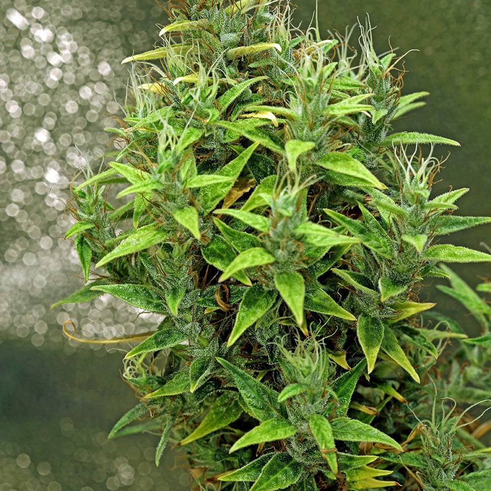 семена конопли для посадки купить Dr. Grinspoon reg семена конопли для посадки купить Dr. Grinspoon reg