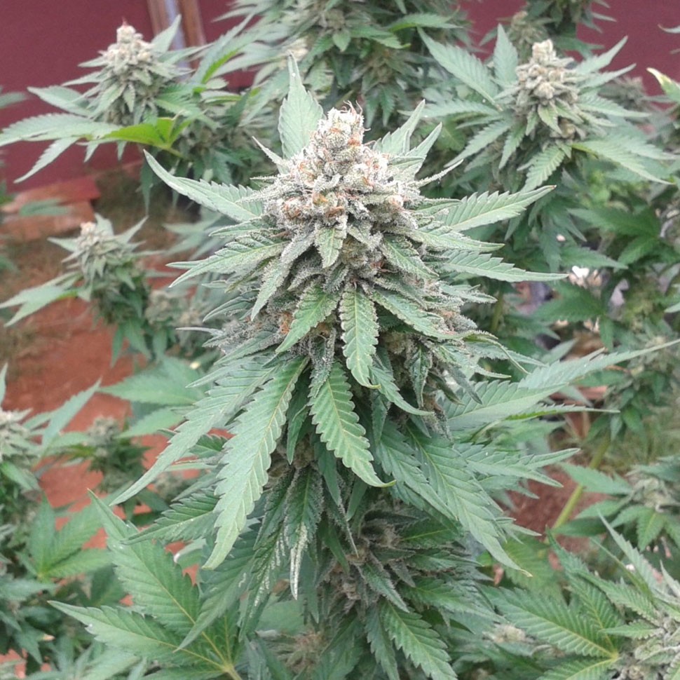 купить семена конопли в фирменной упаковке Lemon Skunk feminised купить семена конопли в фирменной упаковке Lemon Skunk feminised