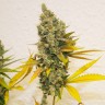 купить мощные семена конопли Lemon Skunk feminised купить мощные семена конопли Lemon Skunk feminised