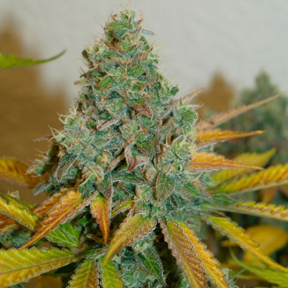 купить семена конопли гидропоники Lemon Skunk feminised купить семена конопли гидропоники Lemon Skunk feminised