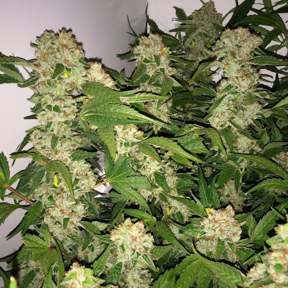 Семена конопли Lemon Skunk feminised Ganja Seeds