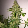 купить семена конопли для выращивания Lemon Skunk feminised купить семена конопли для выращивания Lemon Skunk feminised