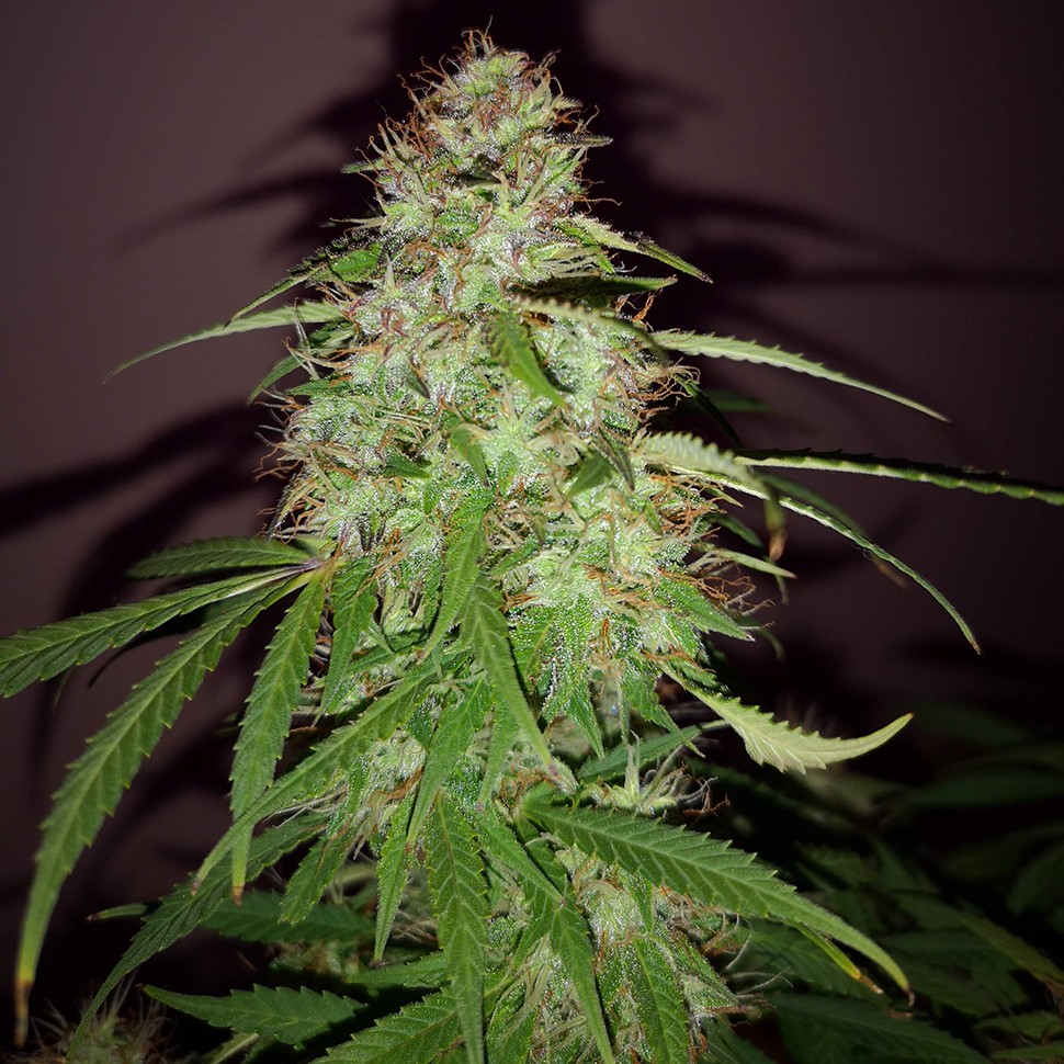 Семена  Quick London regular Ganja Seeds