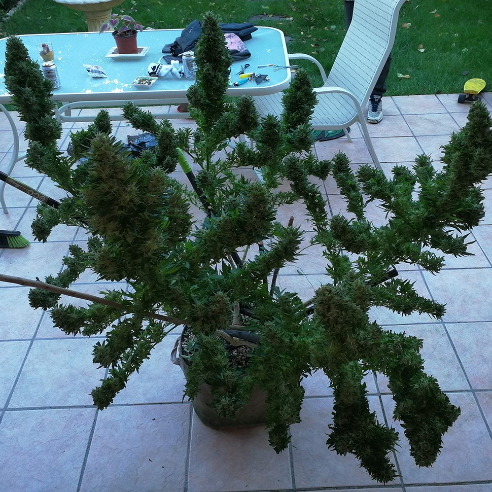 заказать качественные семена конопли Auto Black Domina feminised заказать качественные семена конопли Auto Black Domina feminised