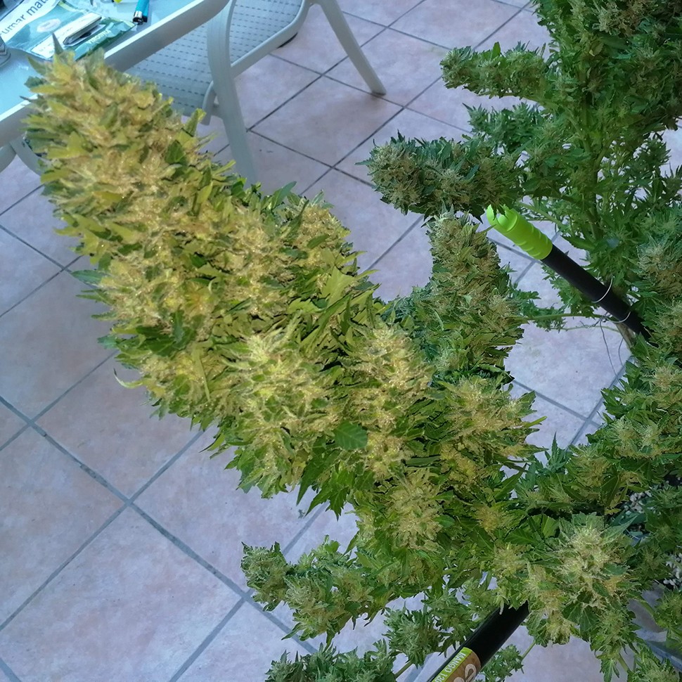 заказать на сайте семена конопли Auto Black Domina feminised заказать на сайте семена конопли Auto Black Domina feminised