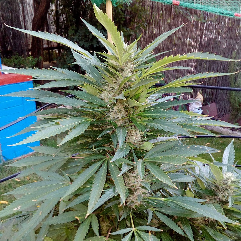 купить урожайные семена конопли Auto Black Domina feminised купить урожайные семена конопли Auto Black Domina feminised