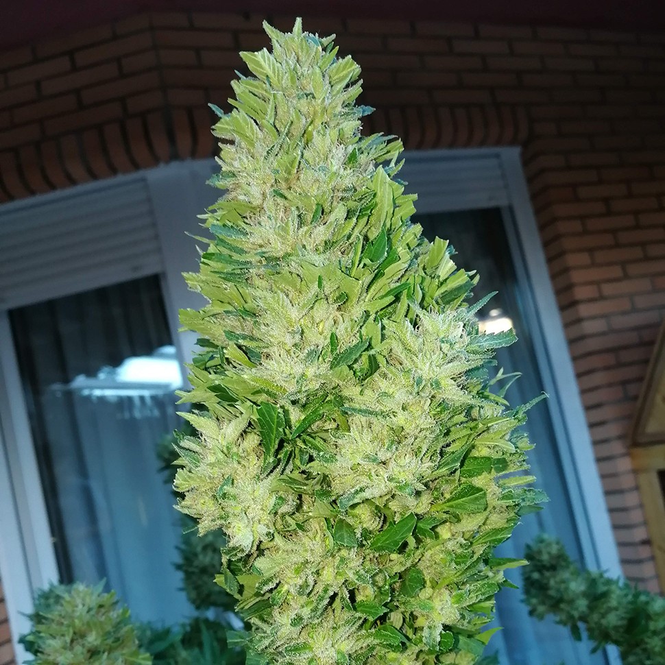 Семена ганжа Auto Black Domina feminised Ganja Seeds