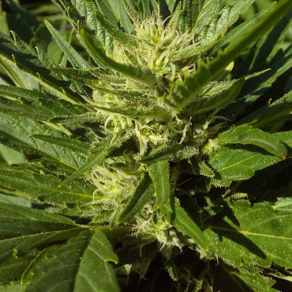 купить автоцветущие семена конопли Auto Black Domina feminised купить автоцветущие семена конопли Auto Black Domina feminised