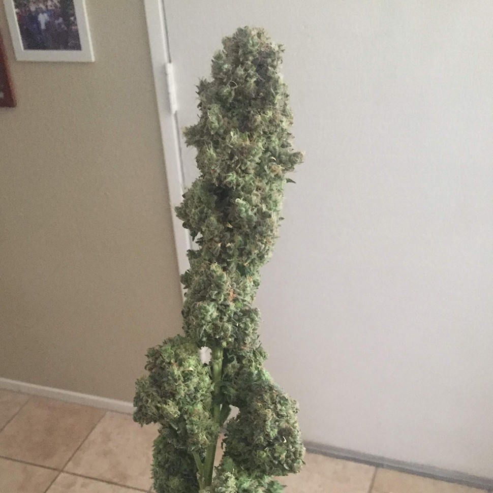 купить семена конопли интернет магазин Auto Black Domina feminised купить семена конопли интернет магазин Auto Black Domina feminised