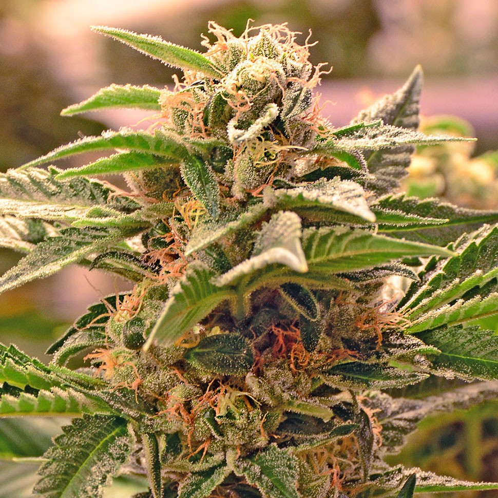 Семена ганжа Auto Manti feminised Bang Seeds