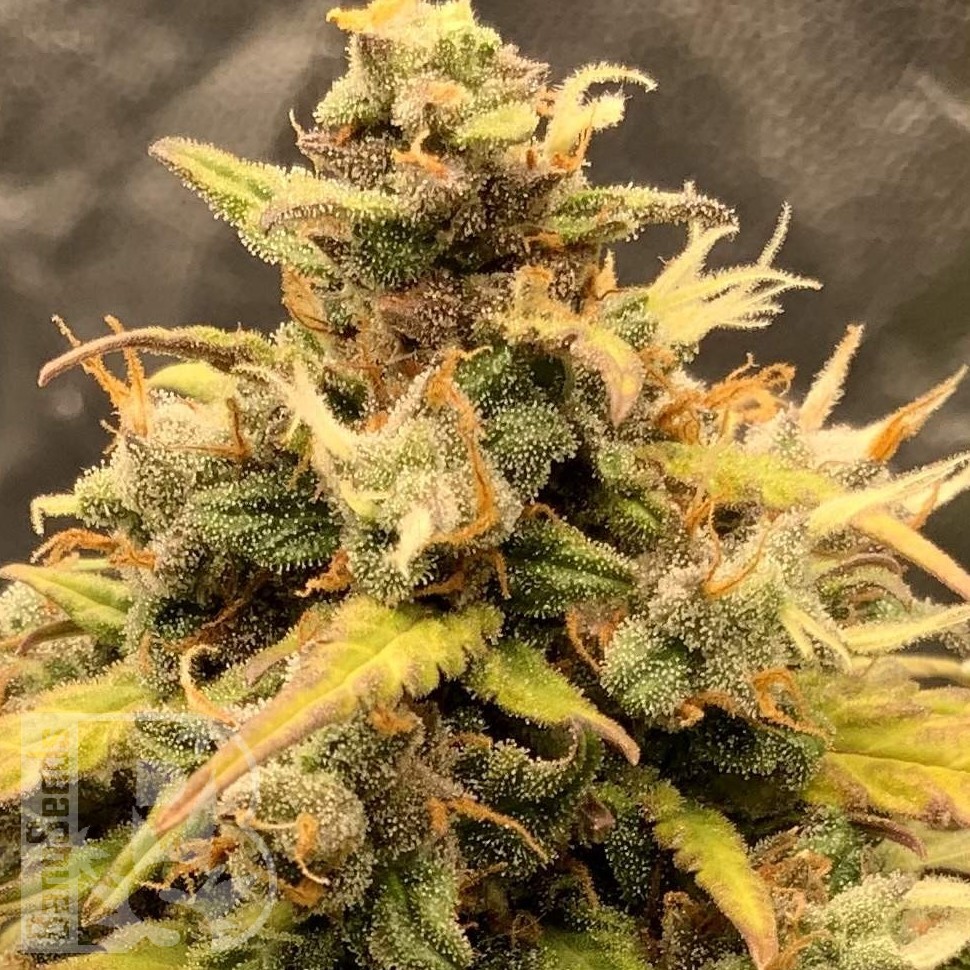 Семена ганжа Auto Manti feminised Bang Seeds Семена ганжа Auto Manti feminised Bang Seeds