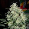 Auto Little Russian feminised Ganja Seeds