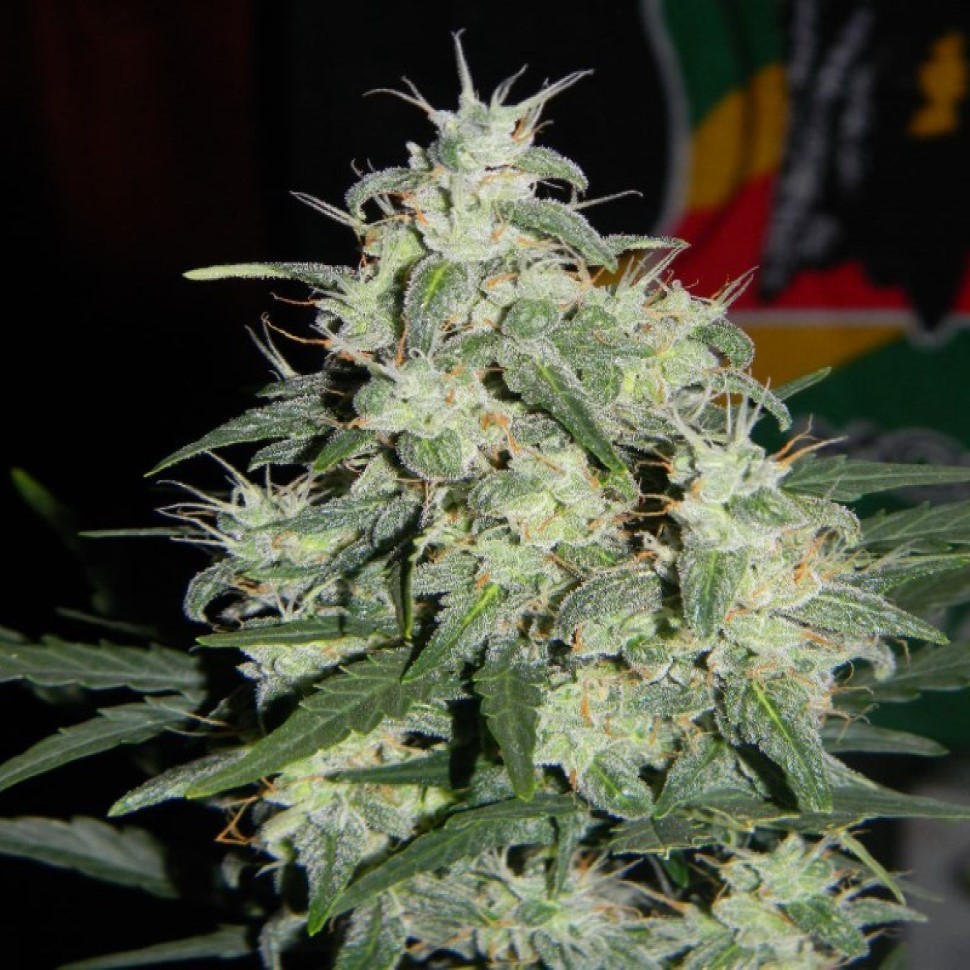 Семена Auto Little Russian feminised Ganja Seeds